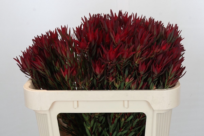 Leucadendron Blush Spray