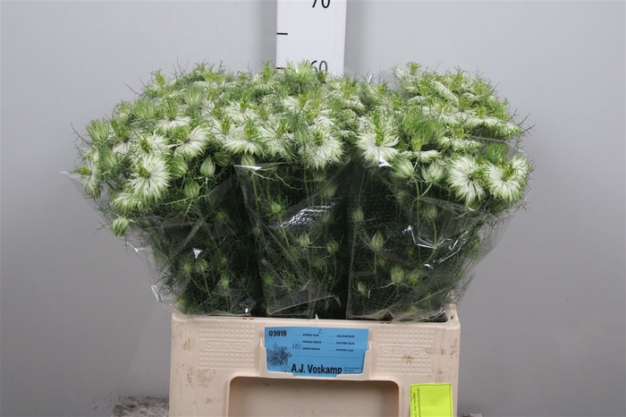<h4>Nige D Green Dream</h4>