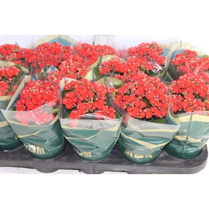 KALANCHOE DOBRADO P11 VERMELHO