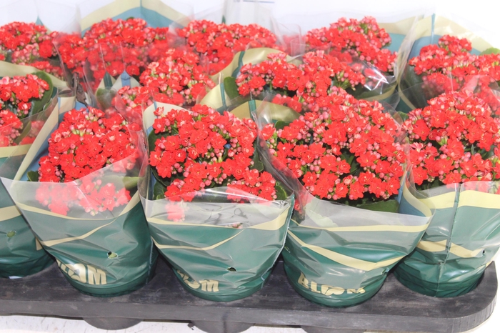 <h4>KALANCHOE DOBRADO P11 VERMELHO</h4>