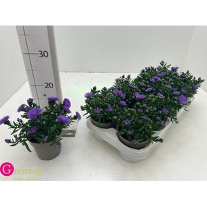 ASTER D AL PURPLE RO