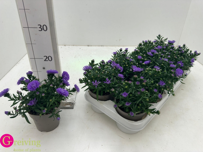 <h4>ASTER D AL PURPLE RO</h4>