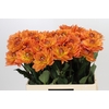 Dahlia Dr Phil