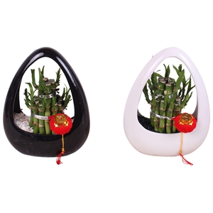 Lucky Bamboo Round 2Big in Ikebana Ceramic Black/White Ø19cm