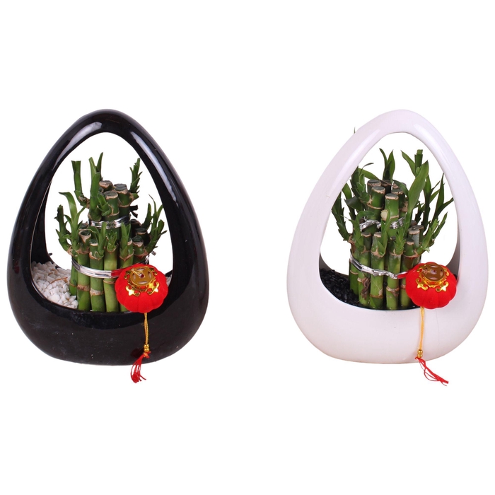 <h4>Lucky Bamboo Round 2Big in Ikebana Ceramic Black/White Ø19cm</h4>