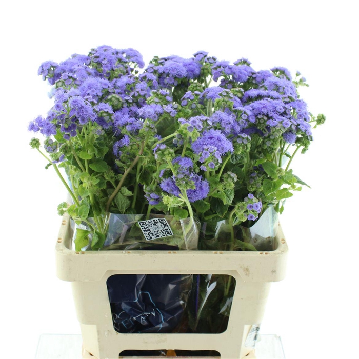 <h4>Ager H Blue Horizon</h4>