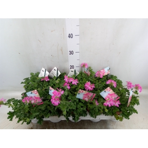 Pelargonium   ...mix smelling