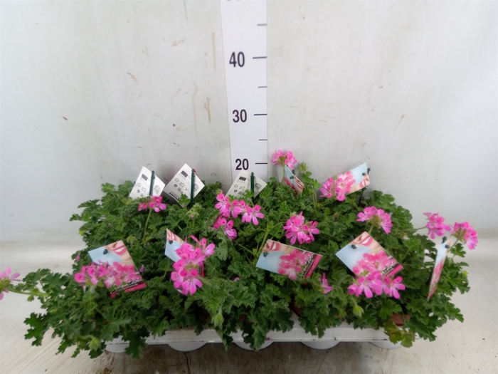 <h4>Pelargonium   ...mix smelling</h4>