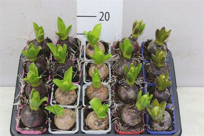 <h4>Hyacinthus Gemengd 1pp</h4>