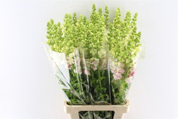 <h4>Antirrhinum Maryland Appleblossom</h4>