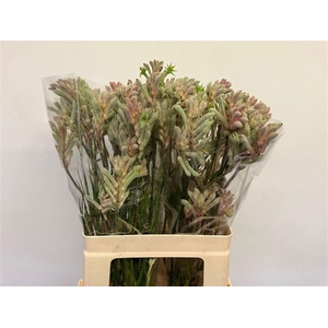 ANIGOZANTHOS  'BUSH DIAMOND'