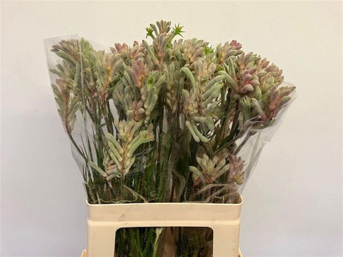 <h4>ANIGOZANTHOS  'BUSH DIAMOND'</h4>