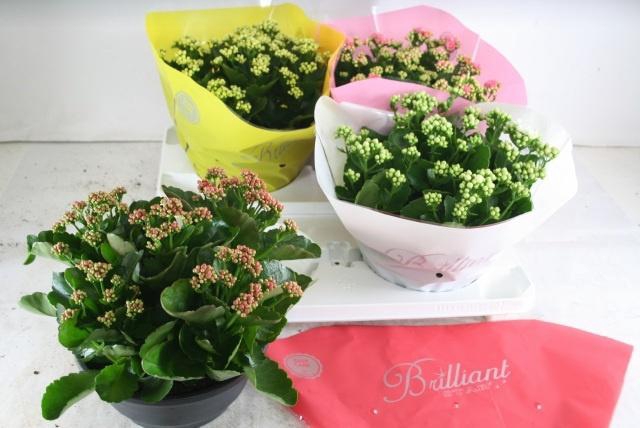 <h4>KAL GE GEM 4 KL</h4>