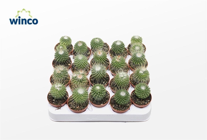 Mammillaria Spinosisima Un Pico