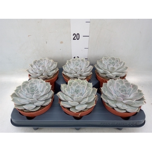 Echeveria lilacina