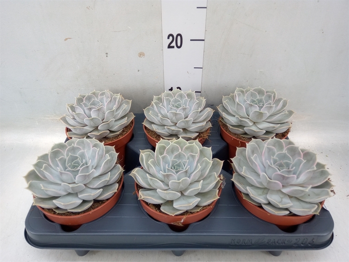 <h4>Echeveria lilacina</h4>