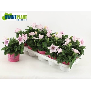 PLATYCODON ASTRA PINK P12