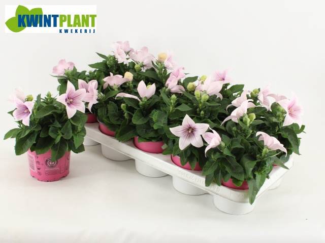 <h4>PLATYCODONASTRA PINK P12</h4>