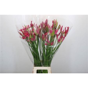 Nerine Pearls Of Cherry