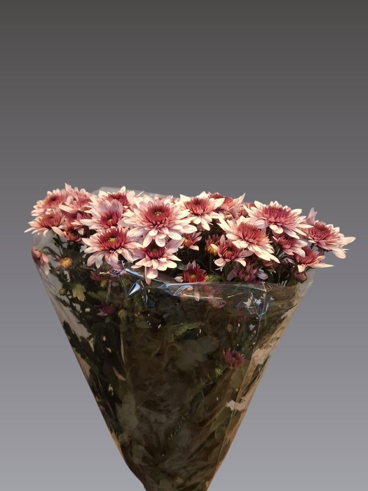 <h4>CHR T PODOLSK</h4>