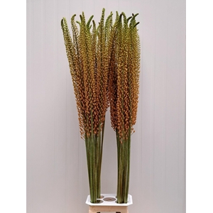 EREMURUS RUMBA