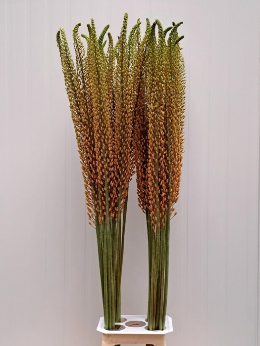<h4>EREMURUS RUMBA</h4>