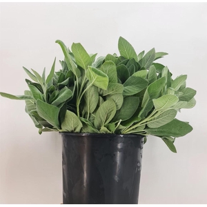 Salvia Overig Gr 200