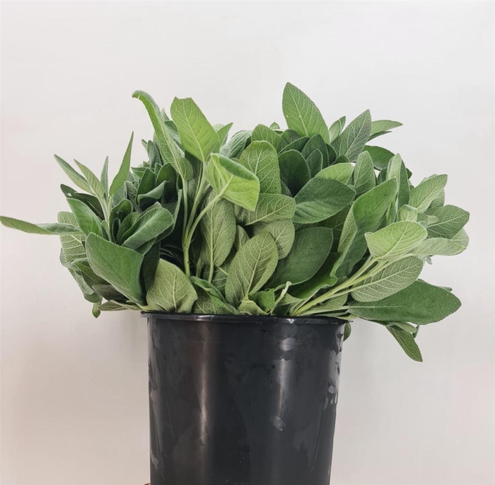 <h4>Salvia Overig Gr 200</h4>