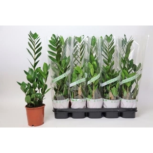 ZAMIO ZAMIIFOLIA