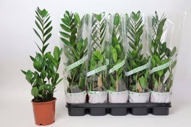 <h4>ZAMIO ZAMIIFOLIA</h4>