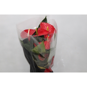 ANTHURIUM MICHIGAN P17 PREMIUM