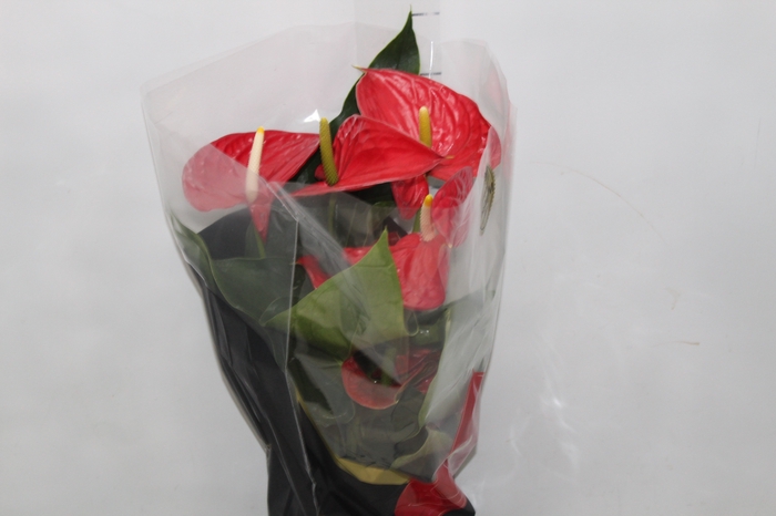 <h4>ANTHURIUM MICHIGAN P17 PREMIUM</h4>