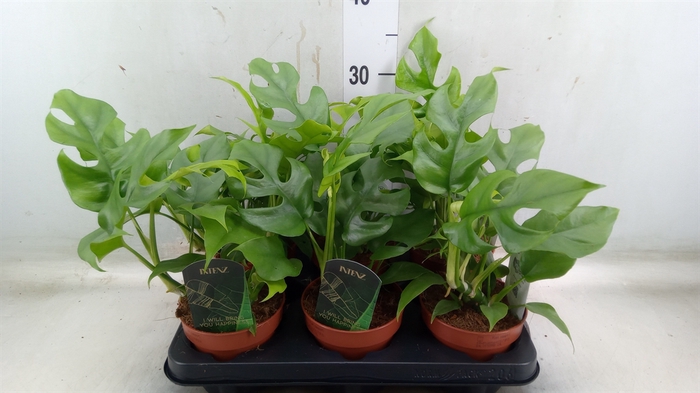 <h4>Rhaphidophora tetrasperma</h4>