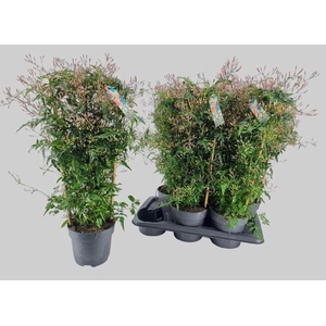 Jasminum polyanthum (wit)