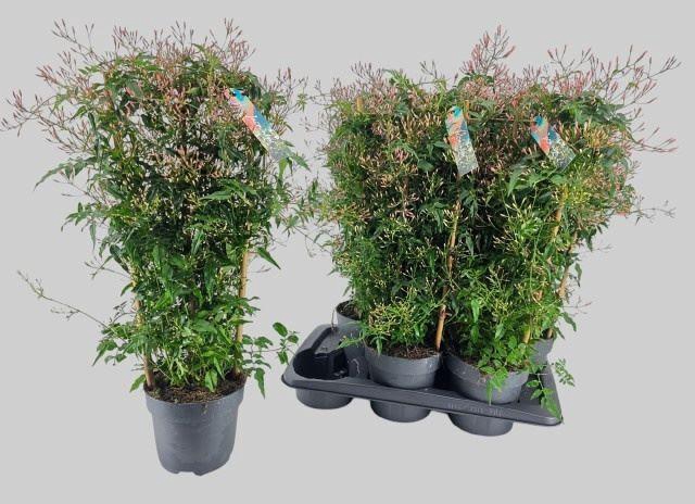 <h4>Jasminum polyanthum (wit)</h4>