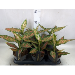 Aglaonema   ...