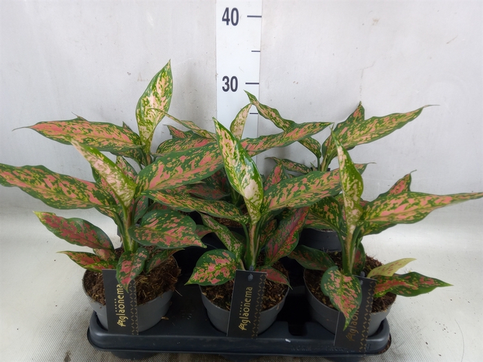 <h4>Aglaonema   ...</h4>