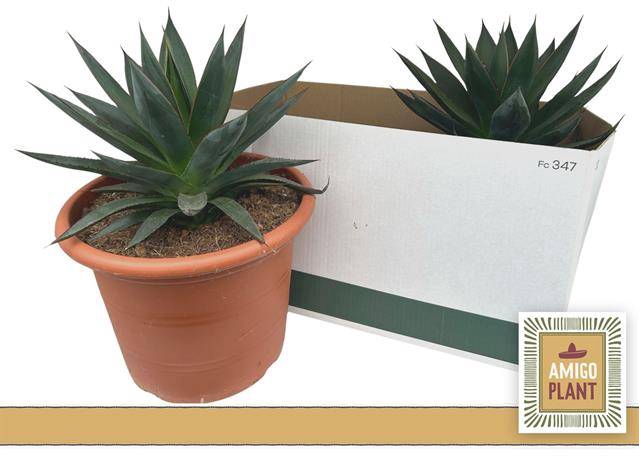 <h4>Agave Shaka Zulu</h4>