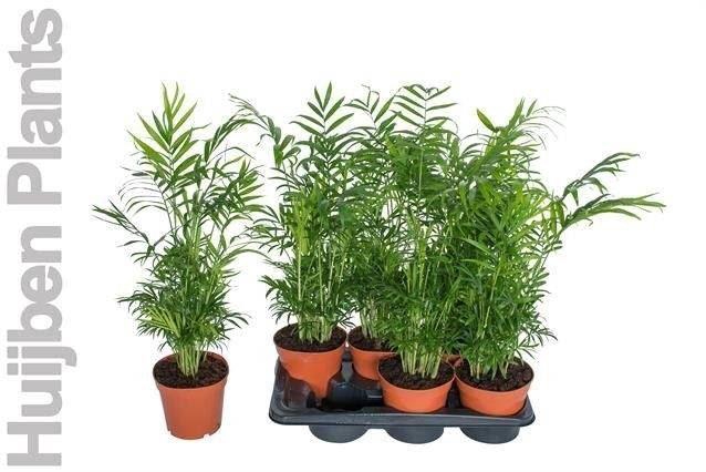 <h4>Chamaedorea elegans</h4>