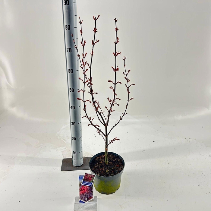 <h4>Acer palmatum Skeeters Broom</h4>