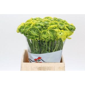 Ranunculus Pon Pon Luna