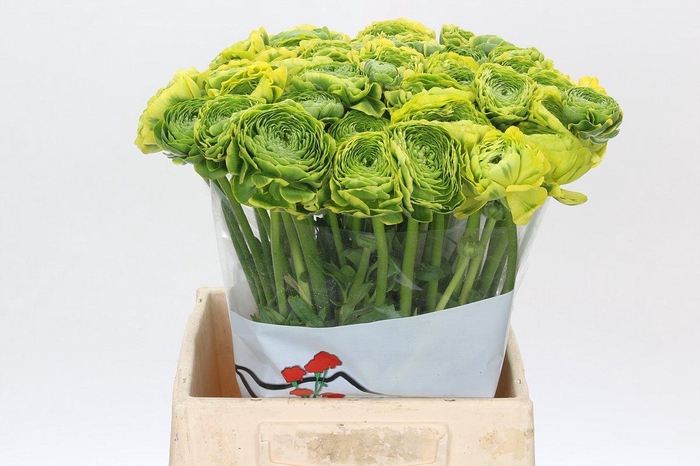 <h4>Ranunculus Pon Pon Luna</h4>