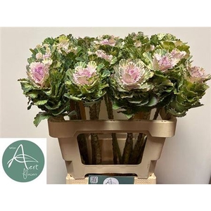 Brass Empire Akilina