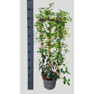 TRAC JASMINOIDES