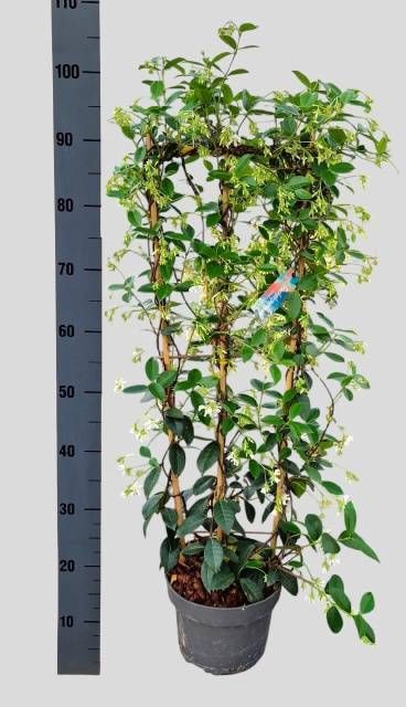 <h4>TRAC JASMINOIDES</h4>