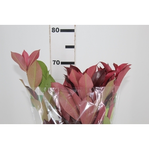 FOLHAGEM PHOTINIA VERMELHO 070 CM