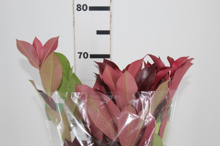 <h4>FOLHAGEM PHOTINIA VERMELHO 070 CM</h4>