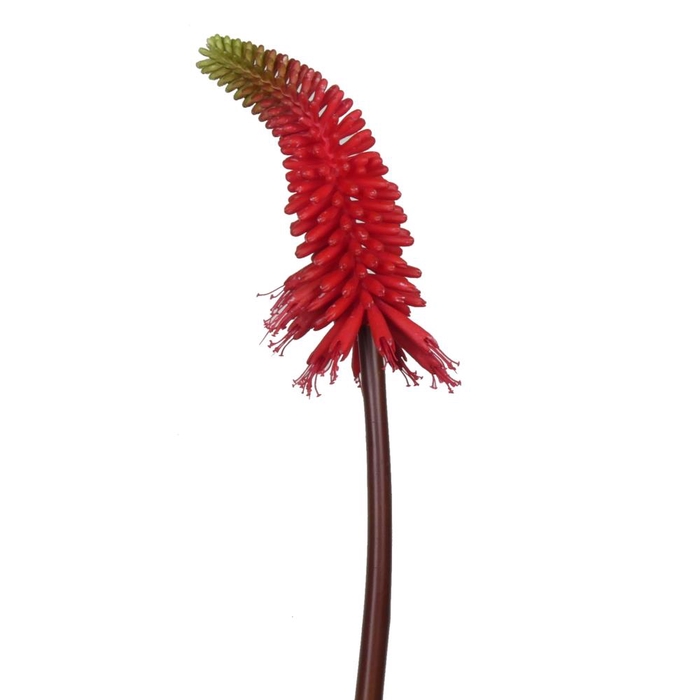 Af Kniphofia L100cm Red