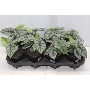 ALOCASIA SILVER DRAGON P12