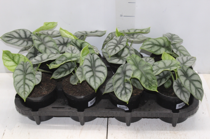<h4>ALOCASIA SILVER DRAGON P12</h4>